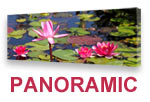 panoramic-lily-150